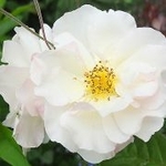 PenelopeRose