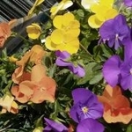 PrimRose...