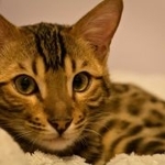 Carmello