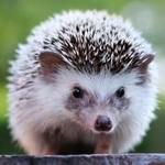 Hedgehog6