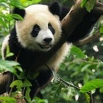 PandaNaDrzewie