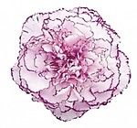 carnations