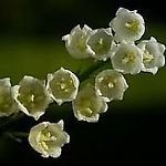 lilyoftheValley.