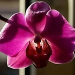 Orchideaaa1976