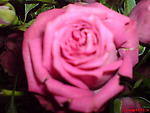jasmin