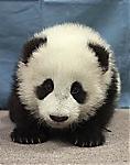 panduch