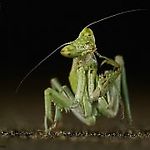 aglex25