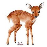 fawnn