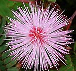 mimoza84
