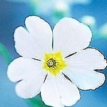 kowalann