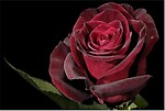 irus59