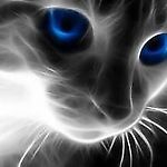 amyz27