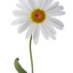 chamomile