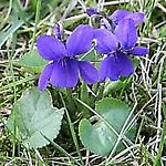 fiolkowaglowa