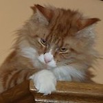 Molgar
