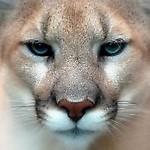 shiranka
