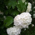 anutka3