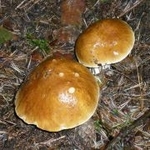 elafij