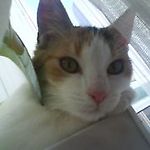 kitty1984