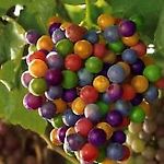 winogrono