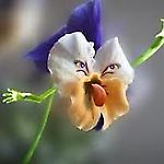 meya755