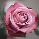 Deidd
