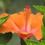 Avelina