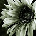 flower21